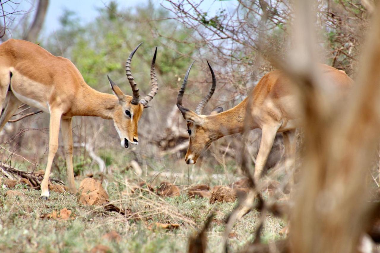 Jackals Dream - Self Catering Villa Bordering Kruger National Park 玛洛斯帕克 外观 照片