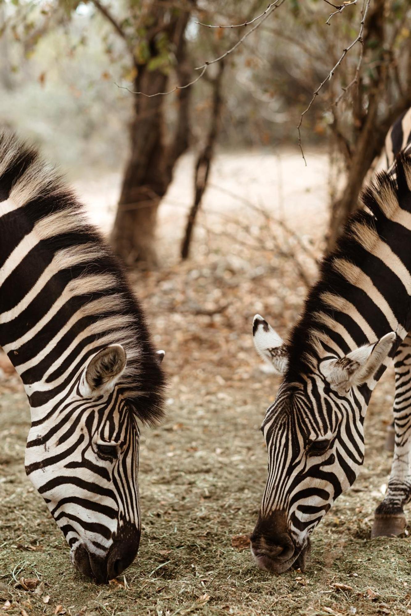 Jackals Dream - Self Catering Villa Bordering Kruger National Park 玛洛斯帕克 外观 照片